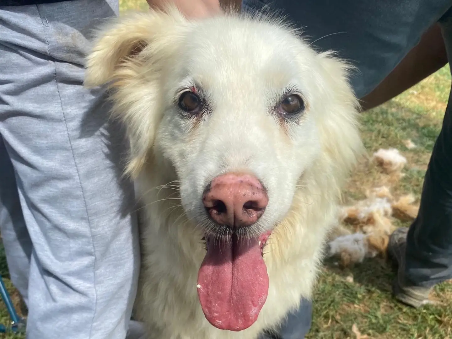 Adotta un cane, femmina, 10 anni e 7 mesi, Latina