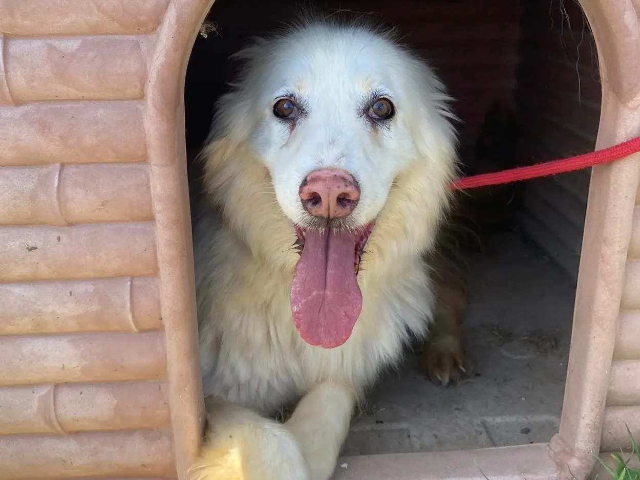 Vuoi adottare un cane a Latina?