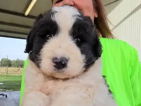 Adozione cane, maschio, Pastore maremmano Razza sconosciuta, 1 mese, taglia grande, Padova