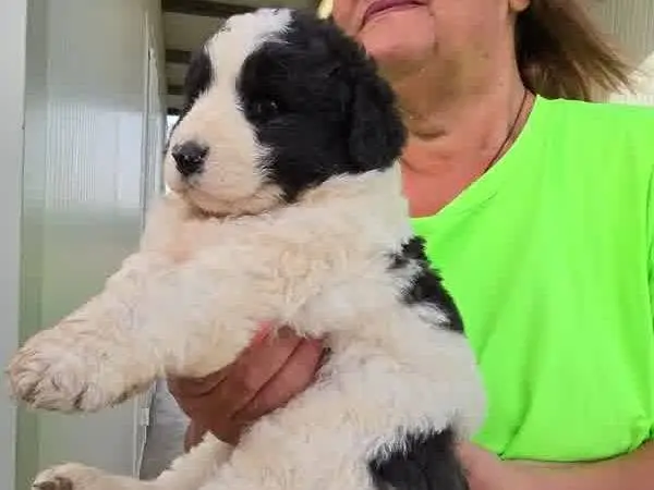 Adotta un cane, taglia grande, maschio, Padova