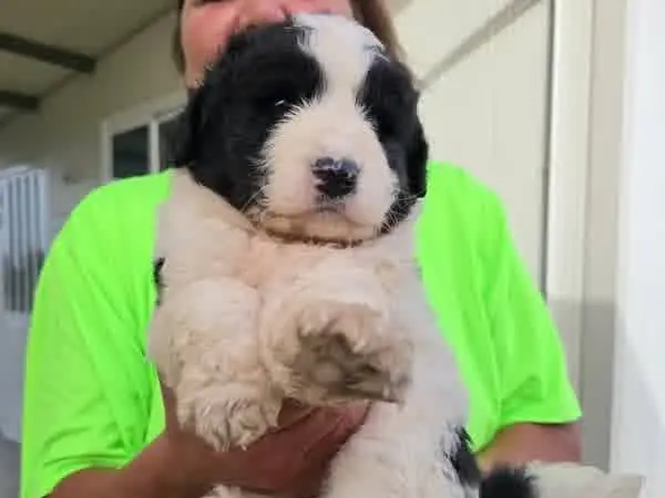 Vuoi adottare un cane a Padova?