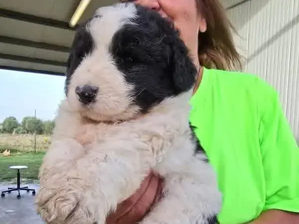 Adotta un cane, maschio, 1 mese, Padova