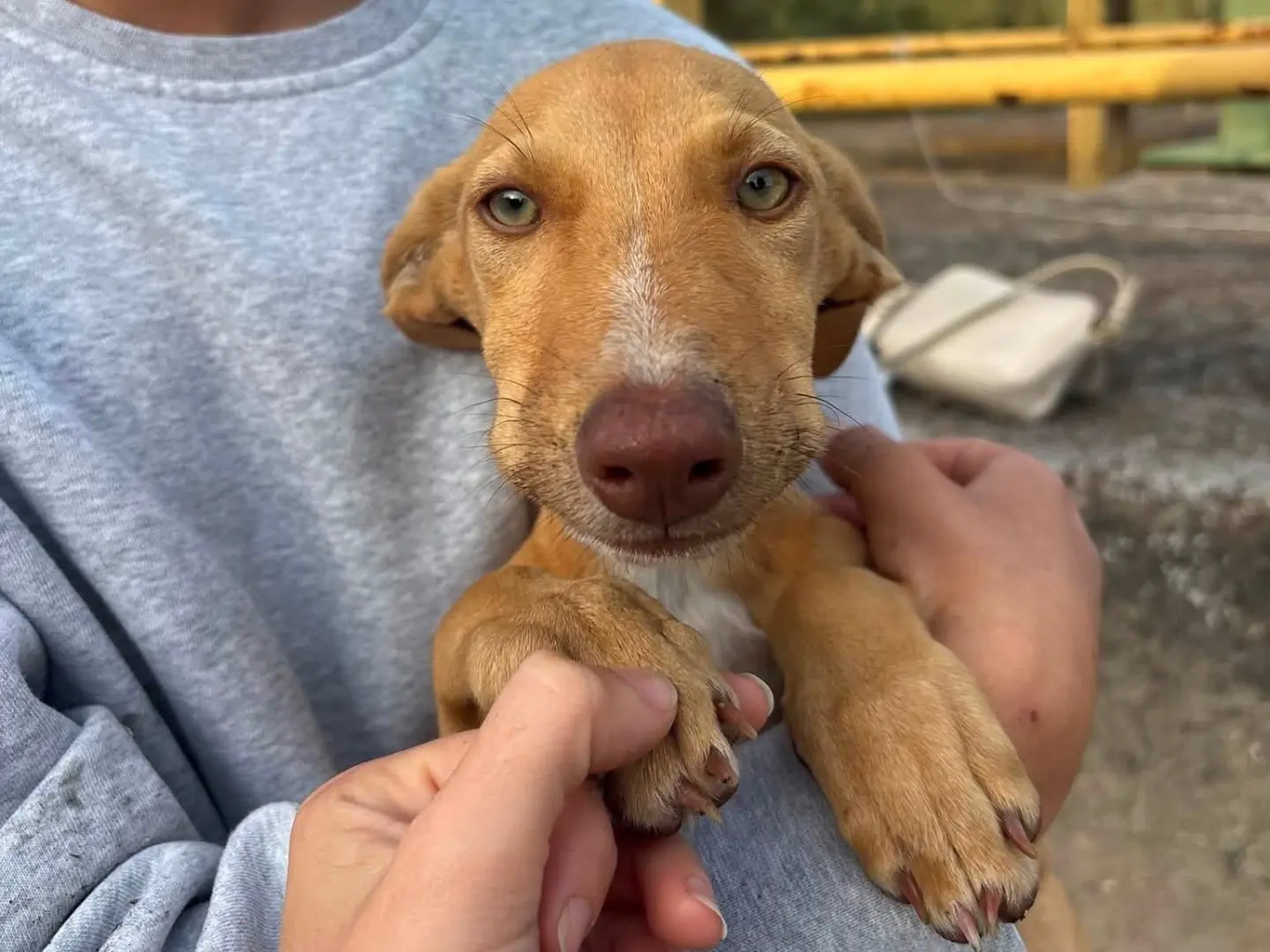 Adotta un cane, femmina, 2 mesi, Catania