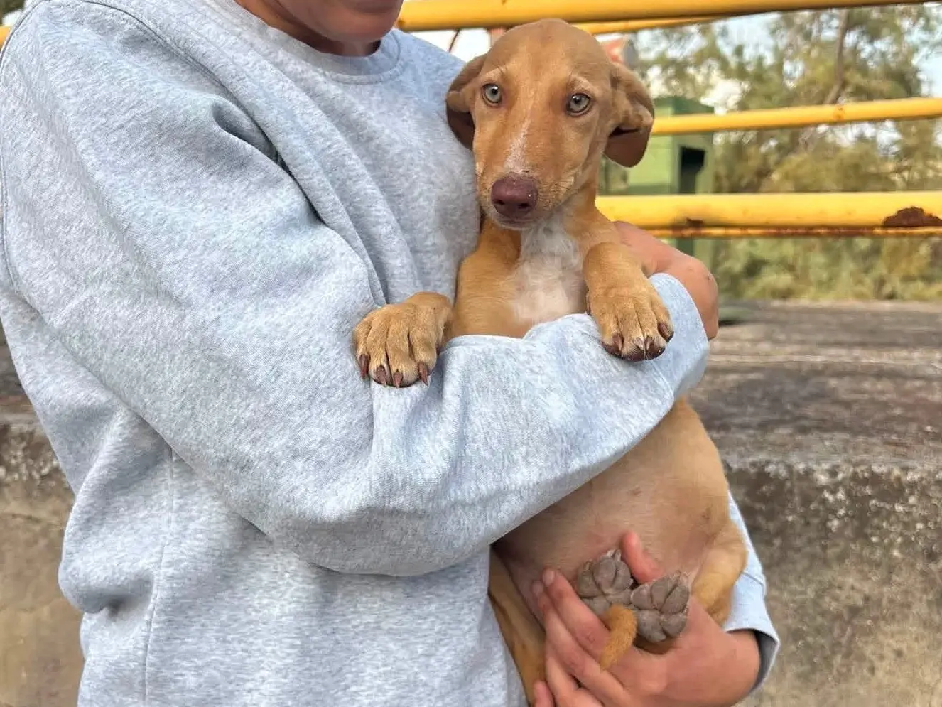 Adotta un cane, taglia media, femmina, Catania