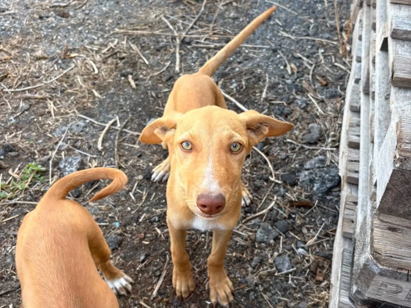 Adozione cane, femmina, Razza sconosciuta Razza sconosciuta, 2 mesi, taglia media, Catania