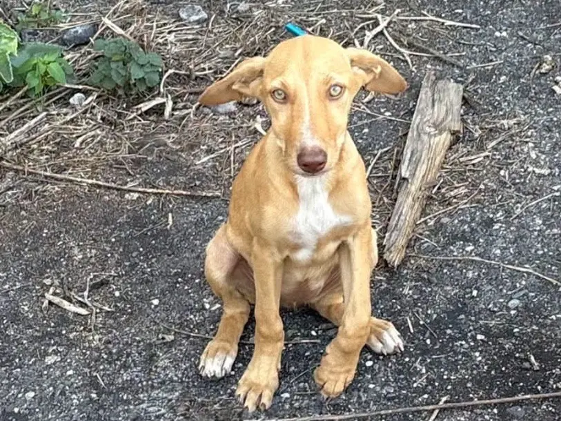 Vuoi adottare un cane a Catania?