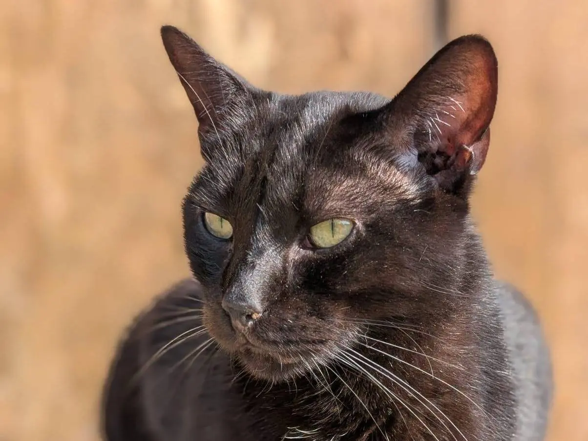 Adozione gatto, maschio, Razza sconosciuta Razza sconosciuta, 8 anni e 10 mesi, taglia non valida, Parma