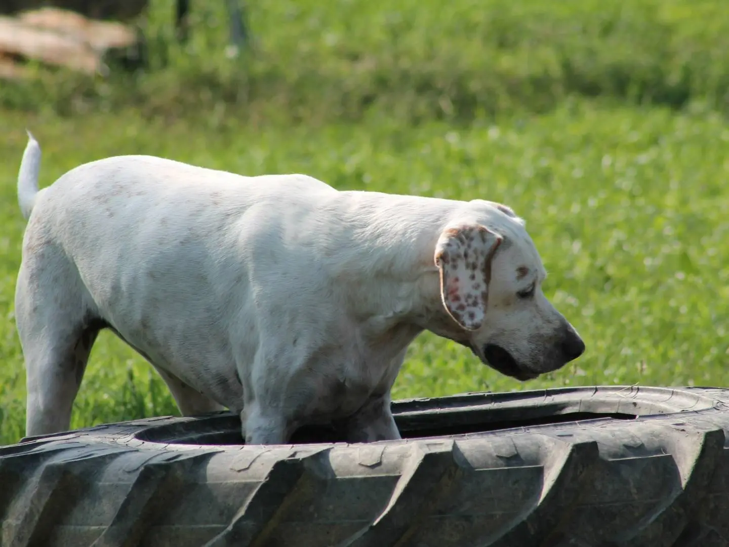 Adotta un cane, femmina, 10 anni e 7 mesi, Bologna