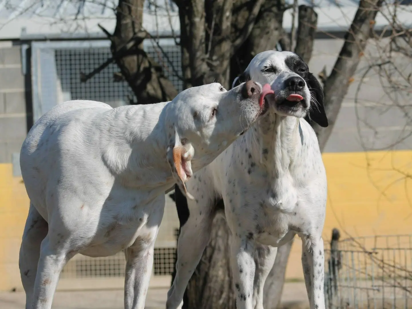 Vuoi adottare un cane a Bologna?