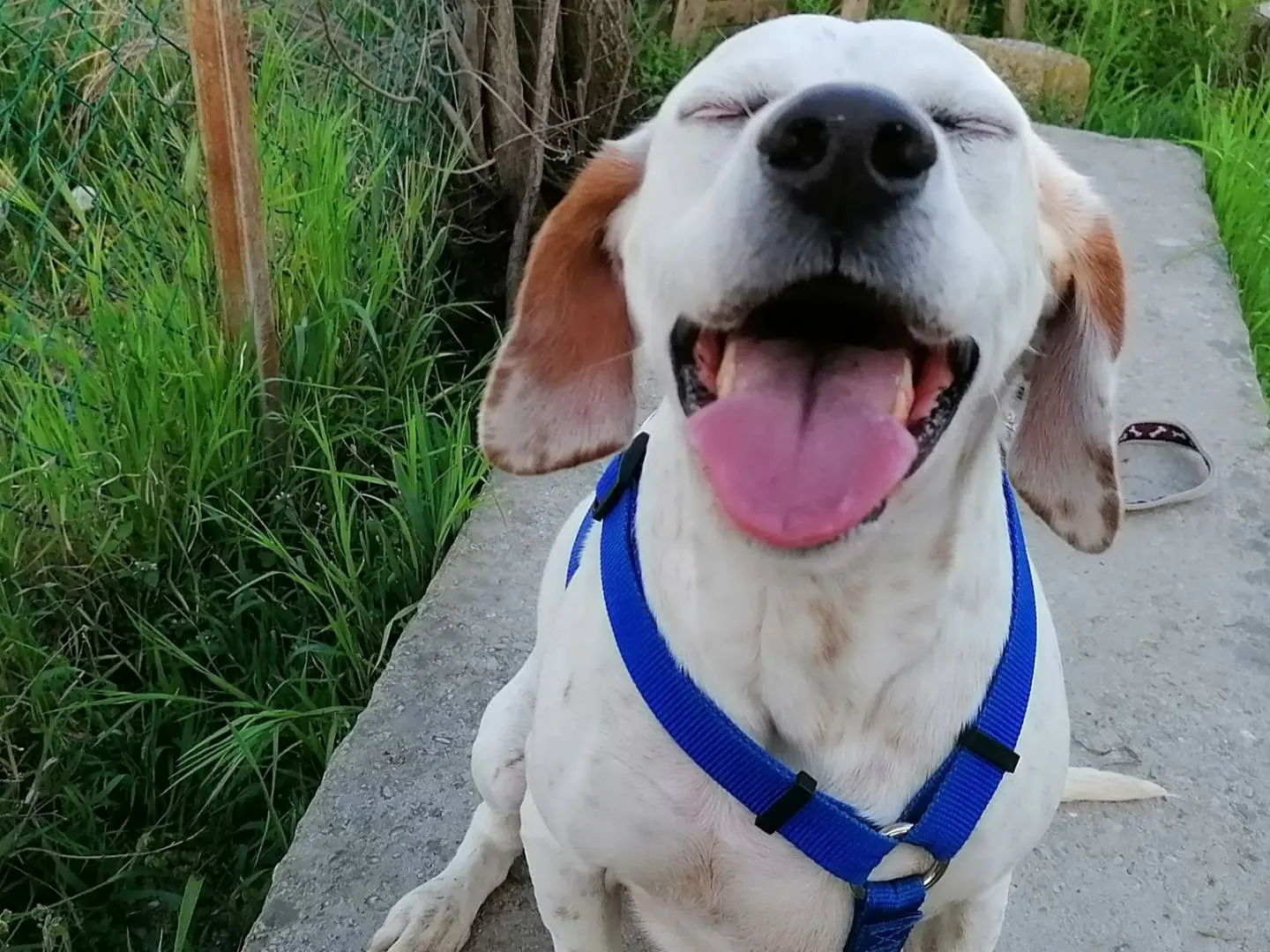 Adozione cane, femmina, Pointer Razza sconosciuta, 10 anni e 7 mesi, taglia media, Bologna