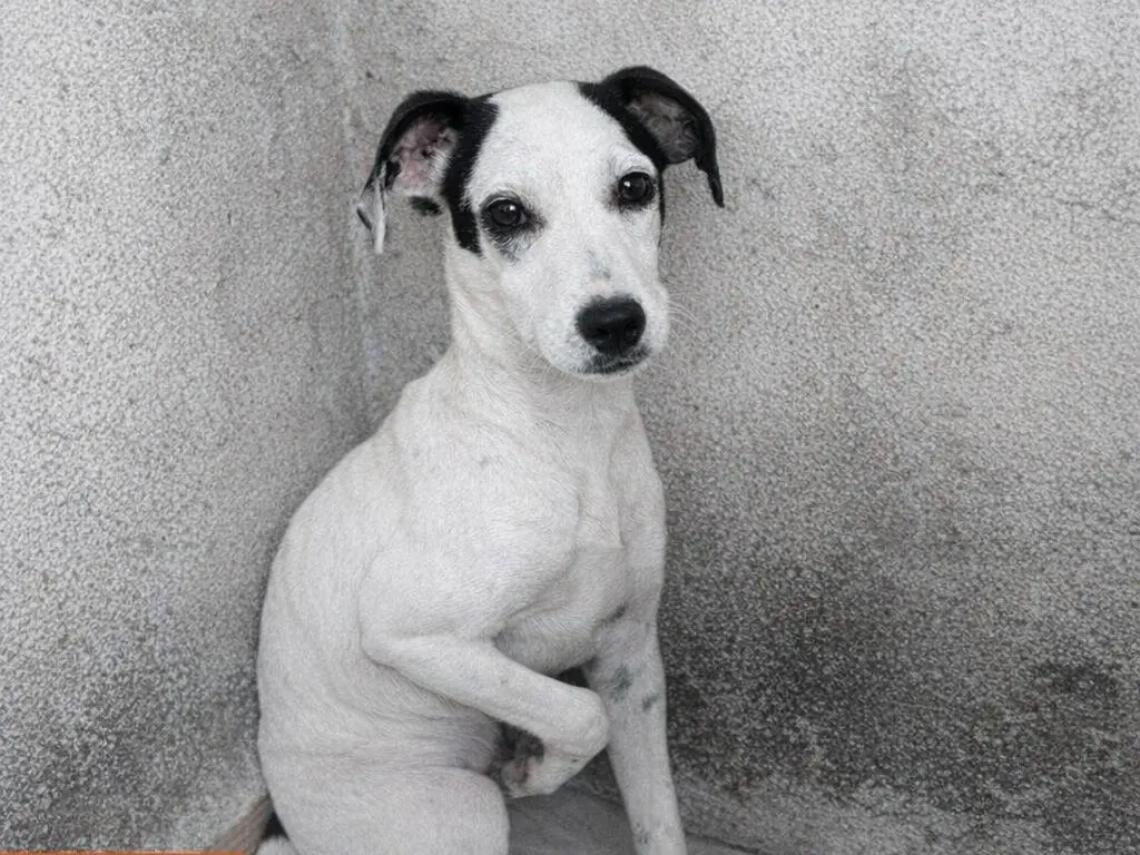 Adotta un cane, femmina, 7 mesi, Avellino