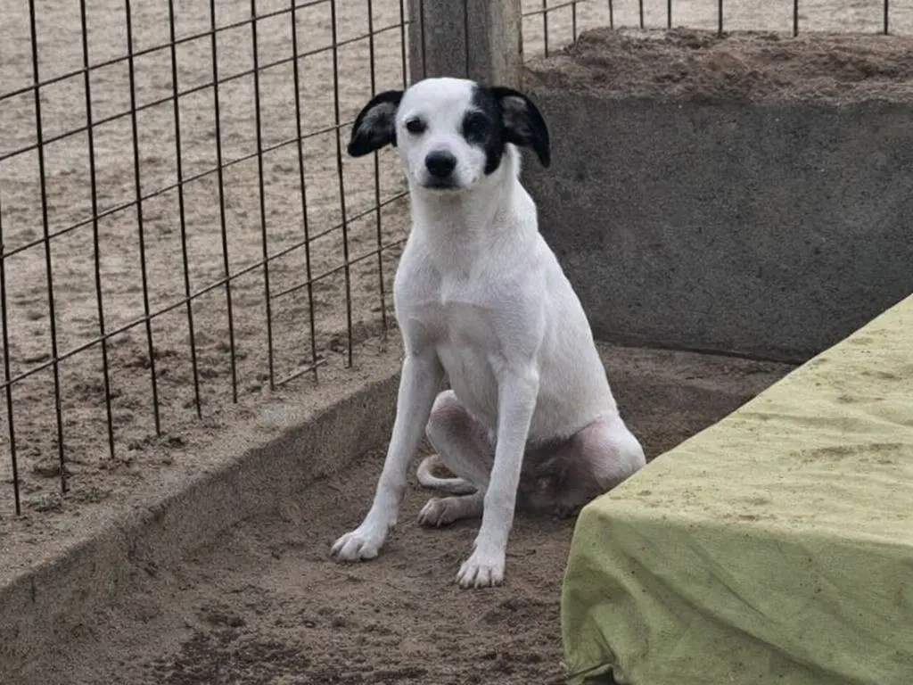 Adotta un cane, taglia media, femmina, Avellino
