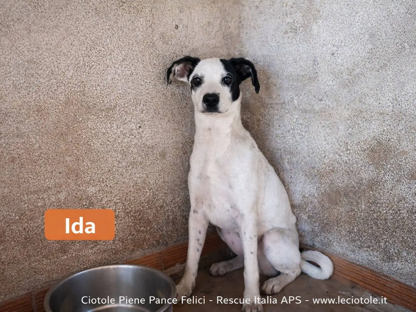 Adozione cane, femmina, Razza sconosciuta Razza sconosciuta, 7 mesi, taglia media, Avellino