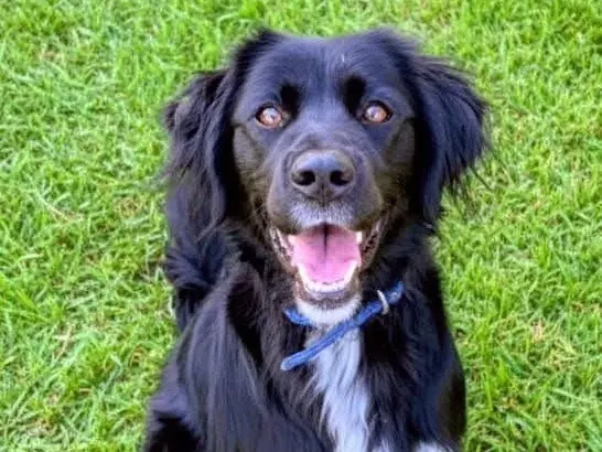 Adotta un cane, maschio, 4 anni, Avellino