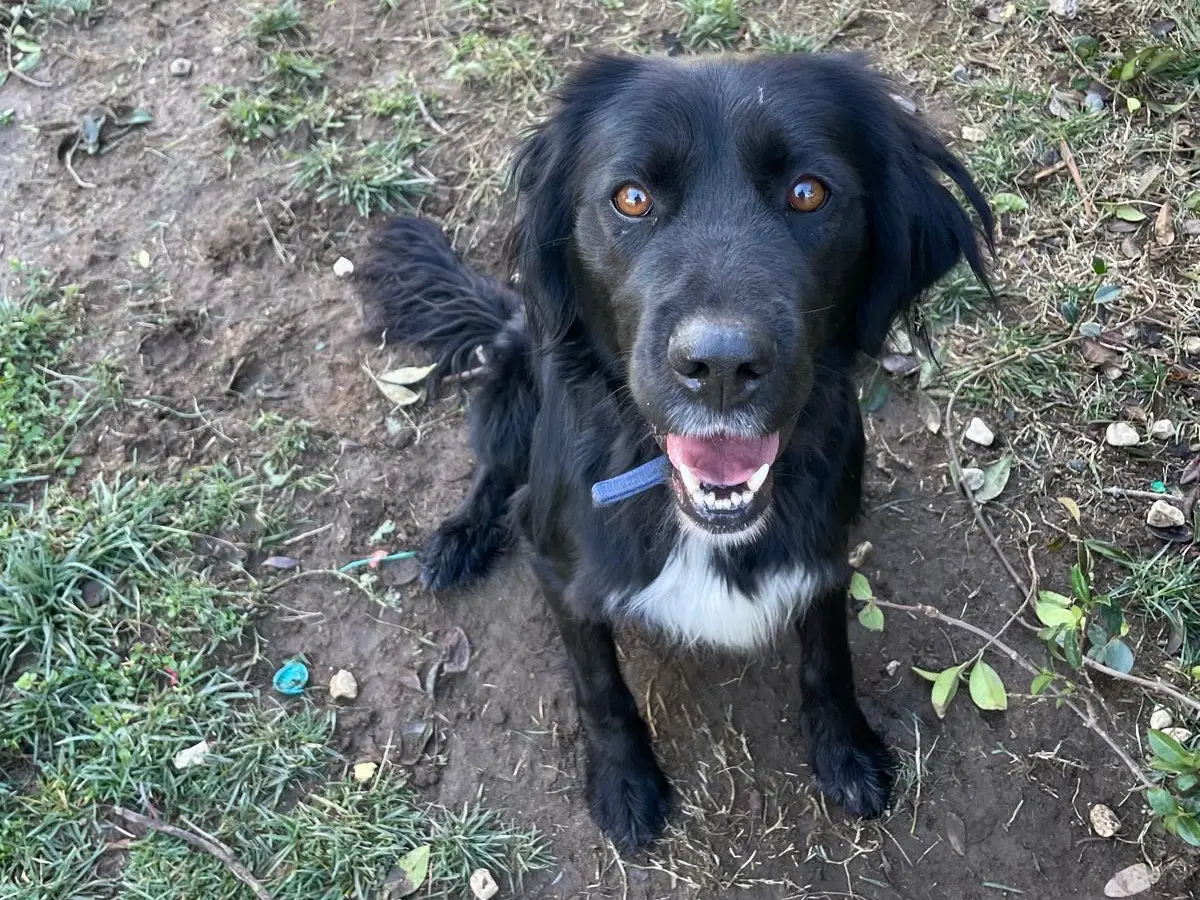 Adotta il cane Jordy a Avellino