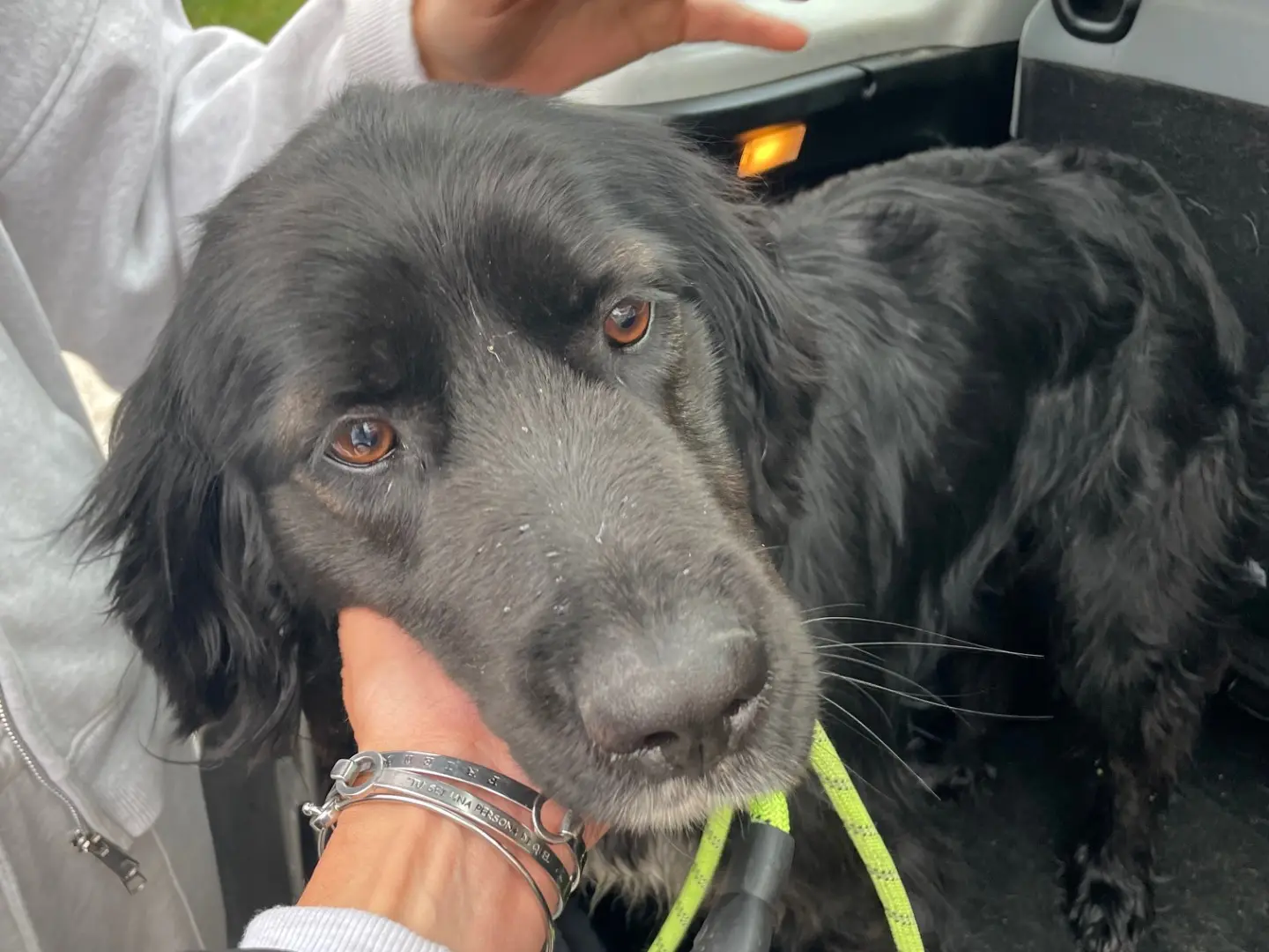 Adozione cane, maschio, Razza sconosciuta Razza sconosciuta, 4 anni, taglia media, Avellino
