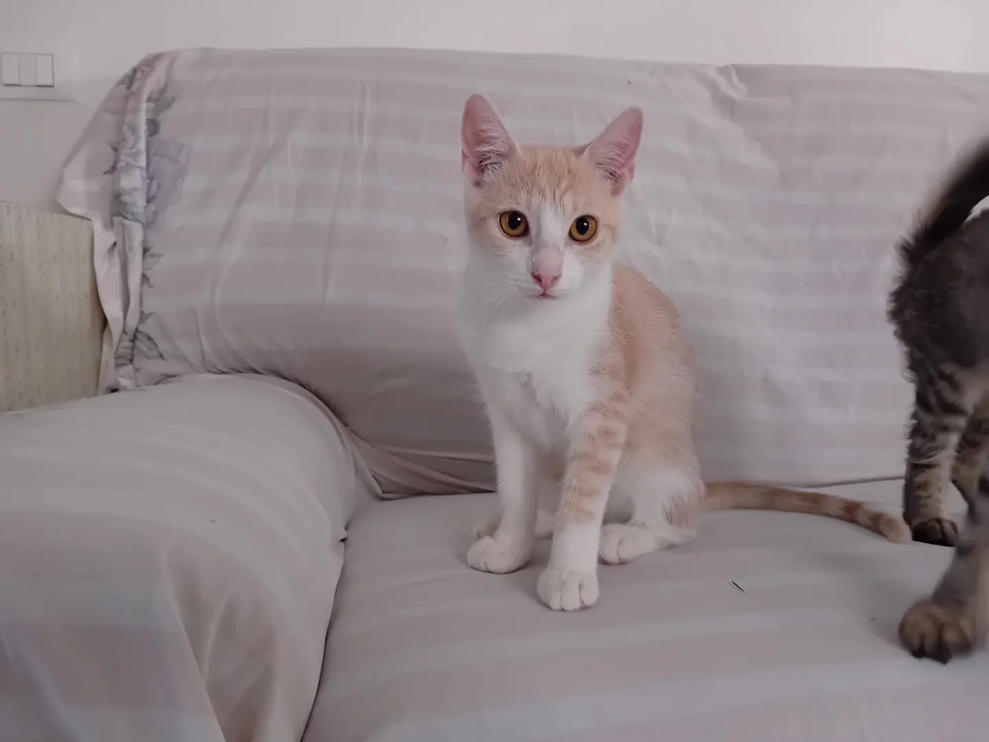 Adozione gatto, maschio, Razza sconosciuta Razza sconosciuta, 2 anni e 4 mesi, taglia non valida, Palermo