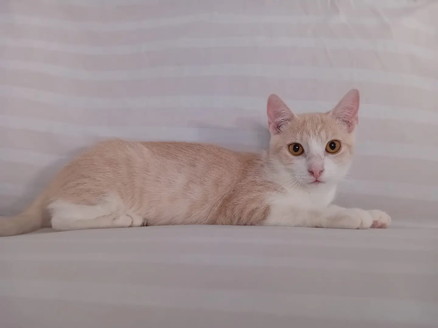 Adotta un gatto, taglia non valida, maschio, Palermo
