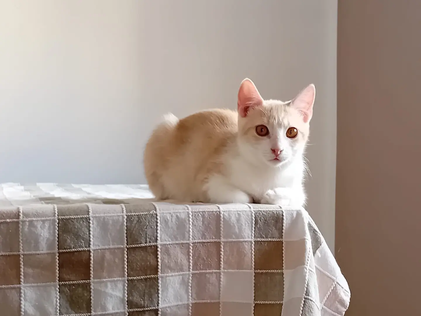 Vuoi adottare un gatto a Palermo?