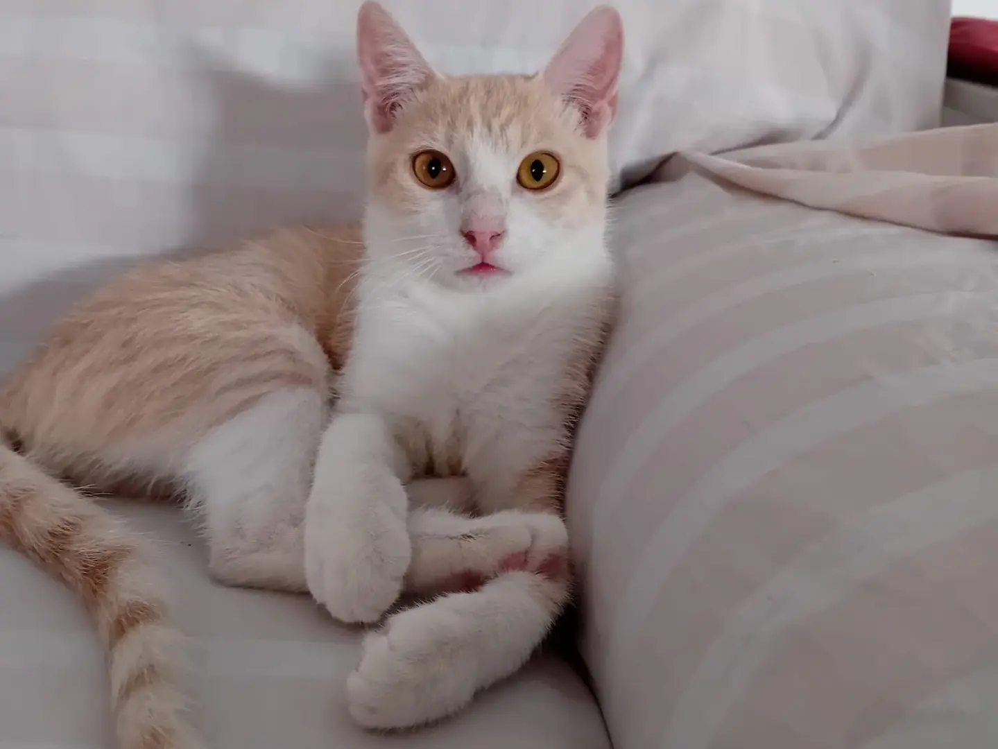 Adotta un gatto, maschio, 2 anni e 4 mesi, Palermo