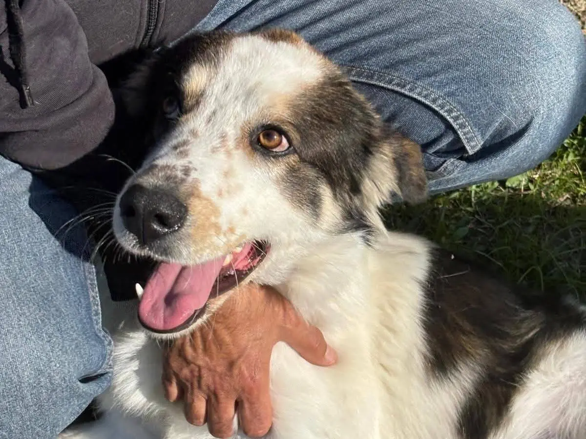 Adozione cane, maschio, Pastore maremmano Border Collie, 1 anno e 11 mesi, taglia grande, Pisa