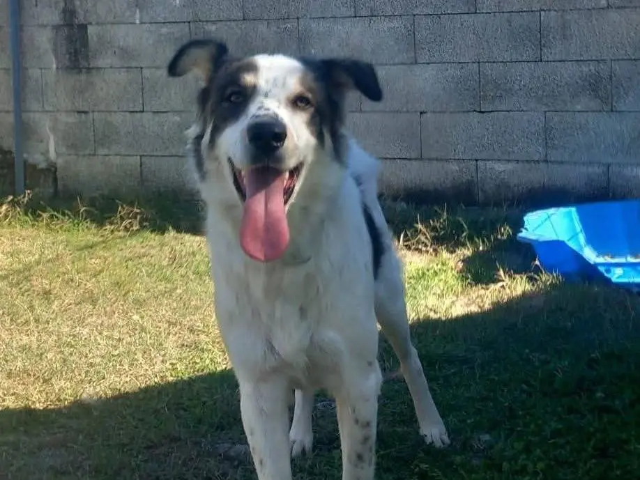 Adotta un cane, maschio, 1 anno e 11 mesi, Pisa