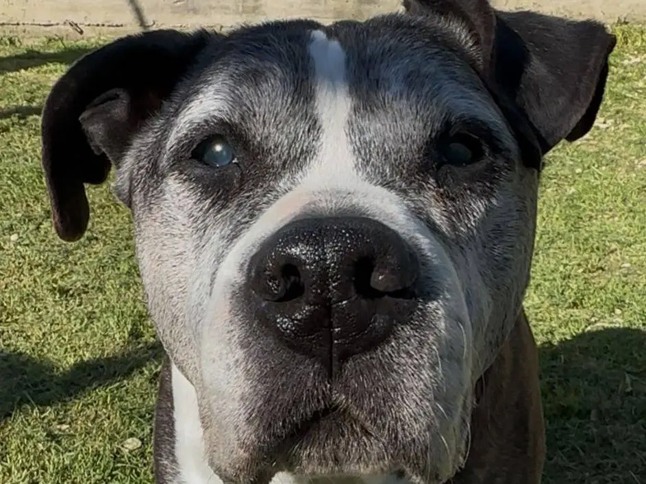 Adozione cane, maschio, Pitbull Razza sconosciuta, 14 anni e 8 mesi, taglia media, Roma