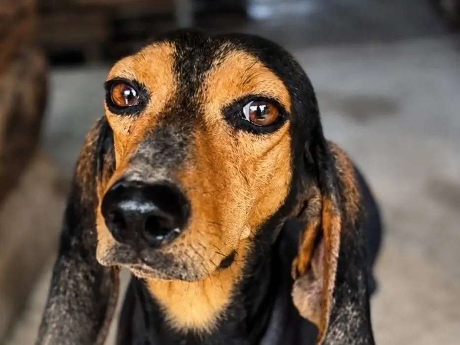 Adozione cane, maschio, Segugio Razza sconosciuta, 5 anni e 2 mesi, taglia media, Crotone