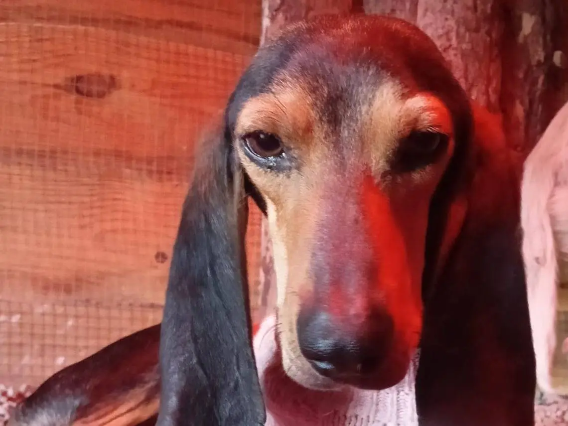 Adotta un cane, maschio, 5 anni e 2 mesi, Crotone