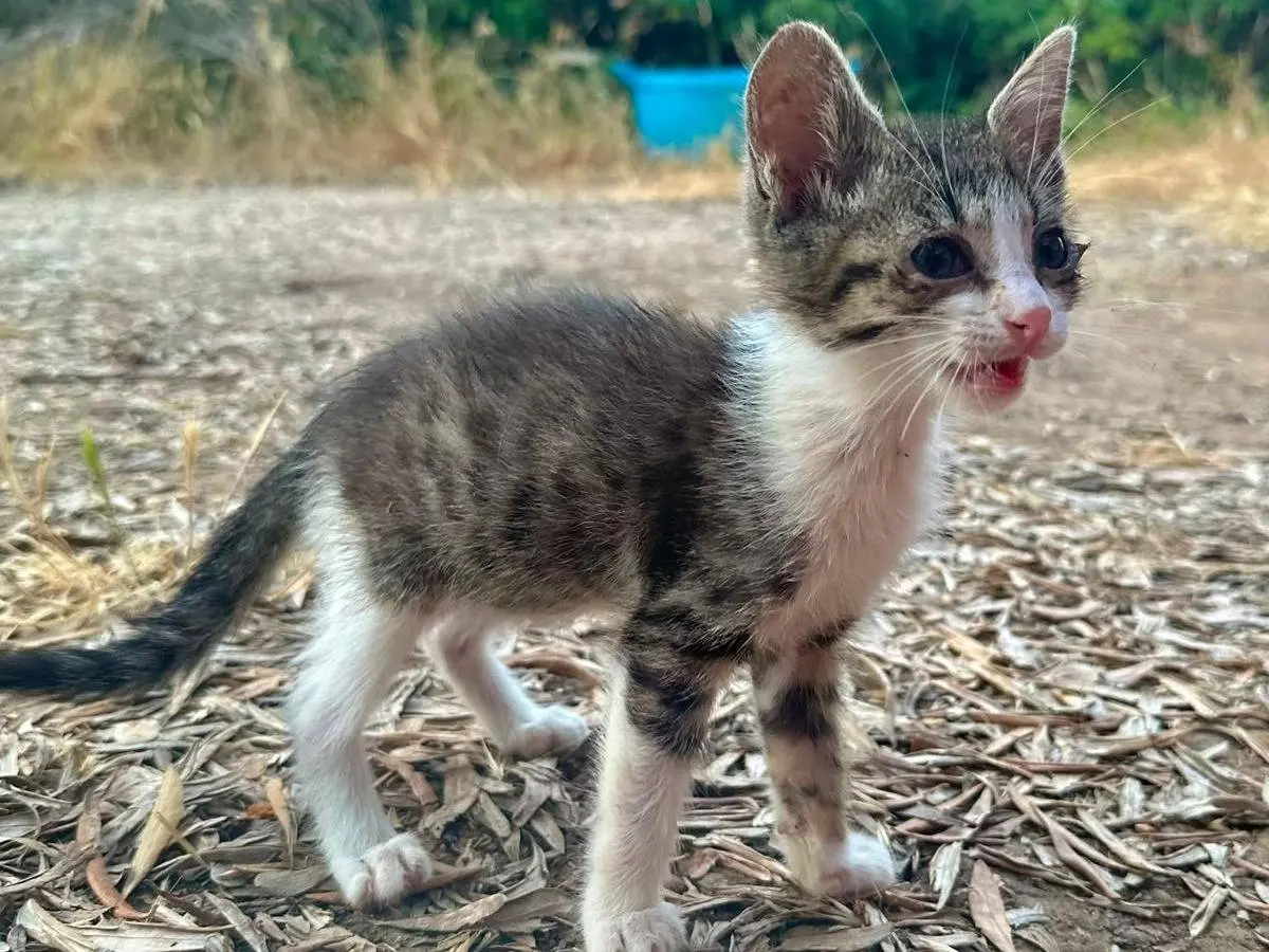 Foto 2 dell'animale