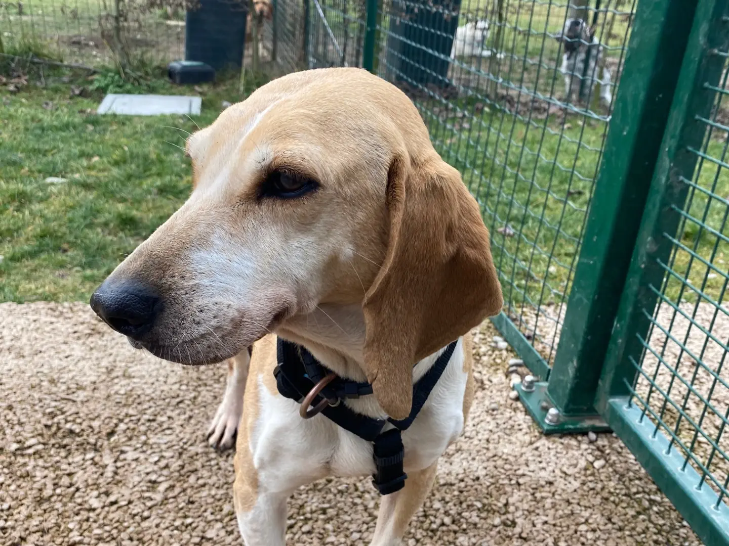Adozione cane, femmina, Segugio Razza sconosciuta, 9 anni e 3 mesi, taglia media, Milano