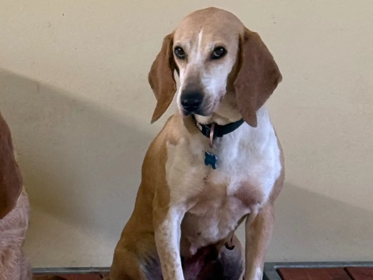 Adotta un cane, taglia media, femmina, Milano