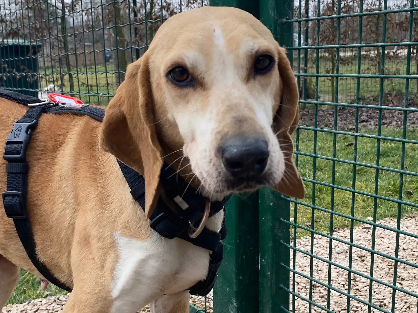 Adotta un cane, femmina, 9 anni e 3 mesi, Milano