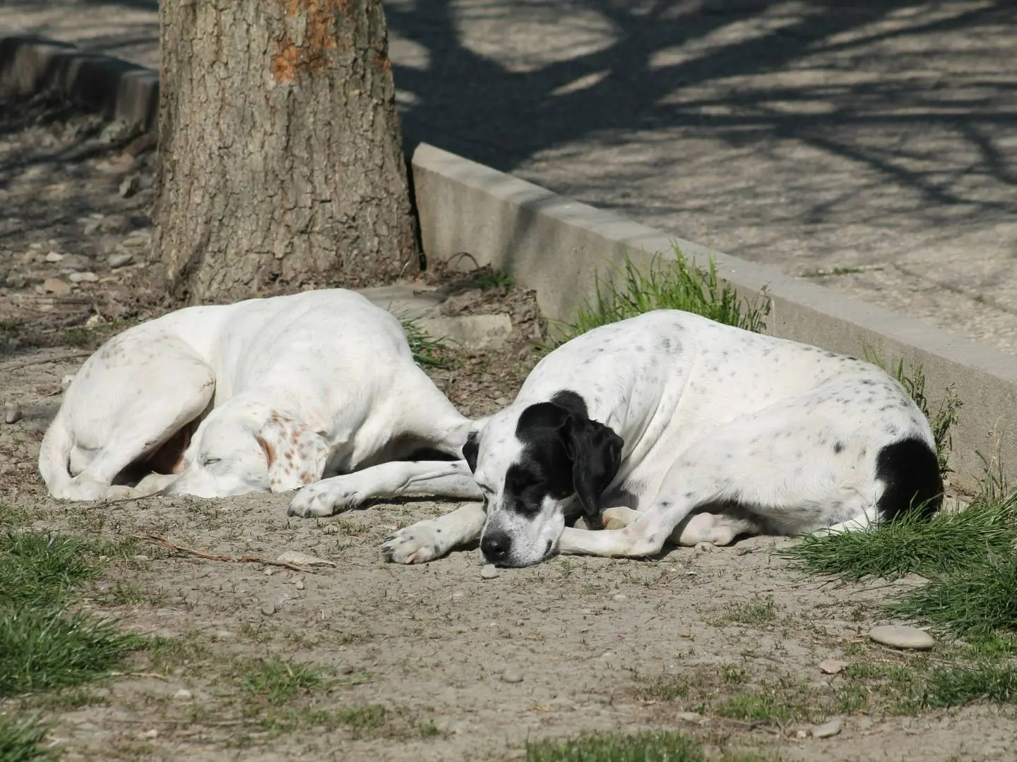 Foto 3 dell'animale