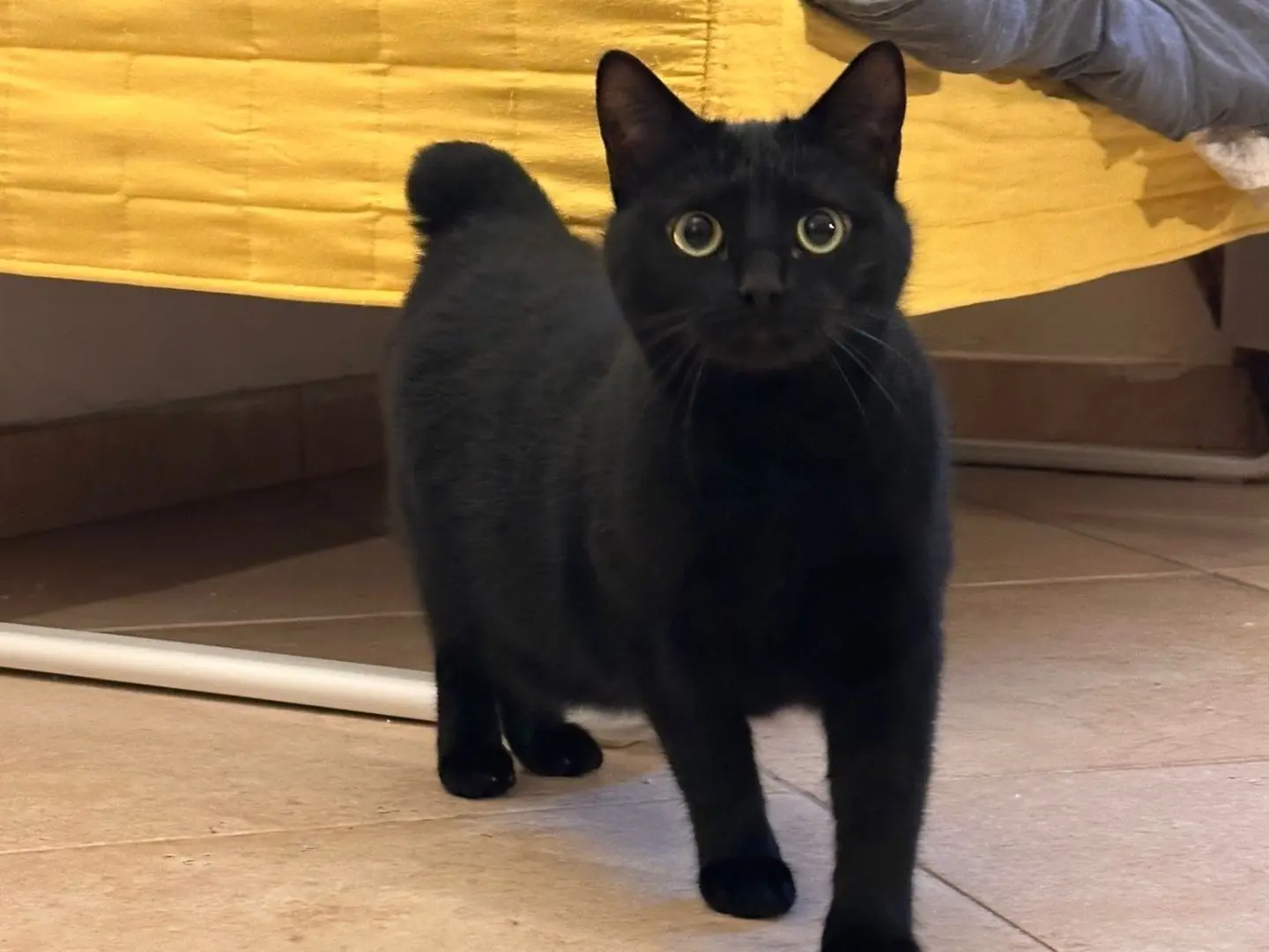 Foto 1 dell'animale