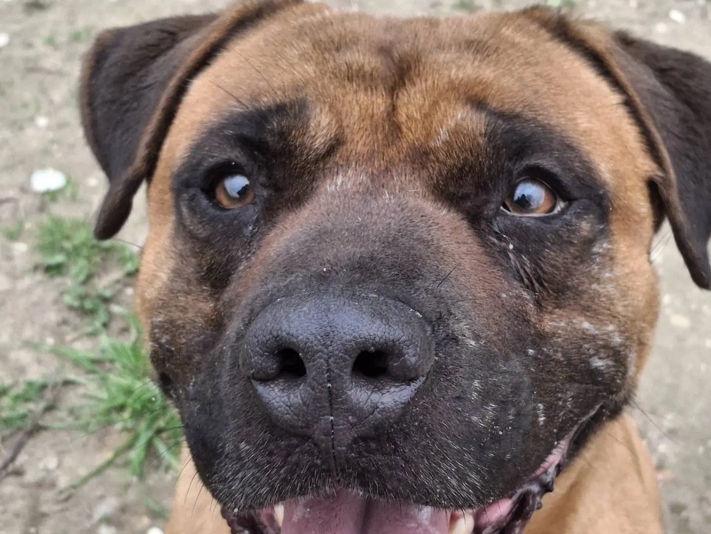 Adozione cane, maschio, Pitbull Razza sconosciuta, 5 anni e 11 mesi, taglia media, Roma