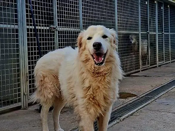 Adozione cane, maschio, Pastore maremmano Razza sconosciuta, 12 anni e 3 mesi, taglia grande, Terni