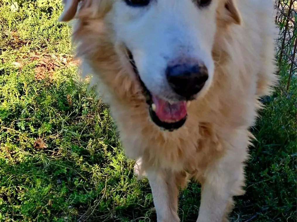 Adotta un cane, maschio, 12 anni e 3 mesi, Terni
