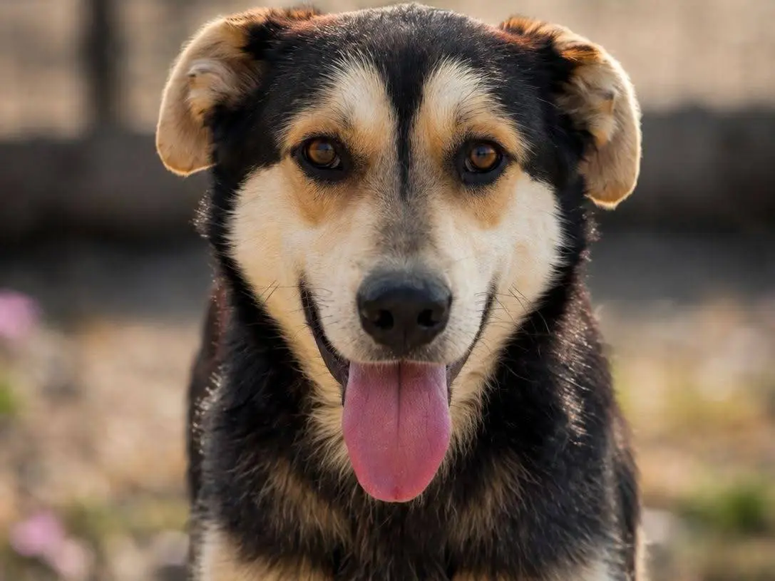 Adozione cane, maschio, Razza sconosciuta Razza sconosciuta, 3 anni e 2 mesi, taglia media, Crotone