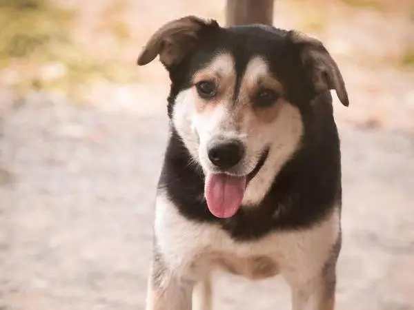 Adotta un cane, maschio, 3 anni e 2 mesi, Crotone