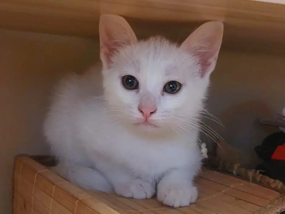 Adozione gatto, femmina, Razza sconosciuta Razza sconosciuta, 2 mesi, taglia non valida, Crotone