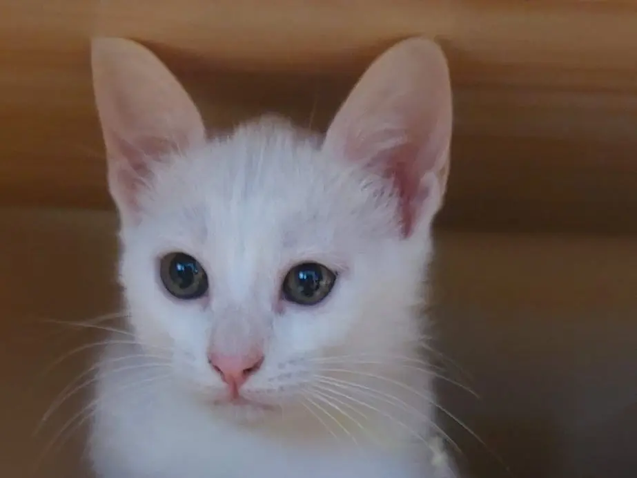 Adotta un gatto, femmina, 2 mesi, Crotone
