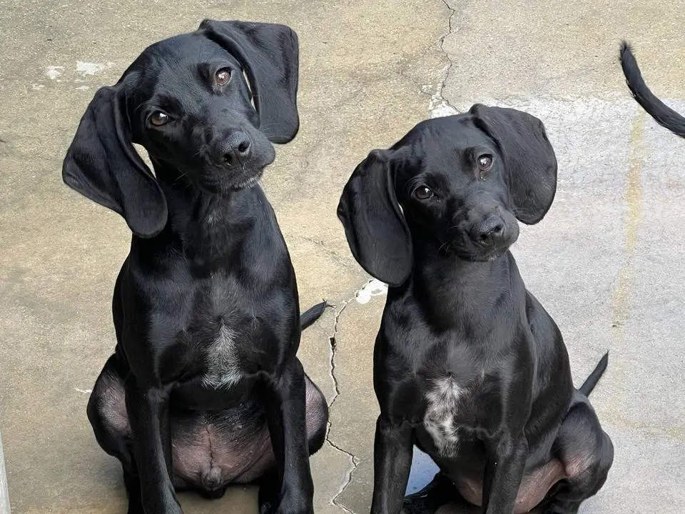Adozione cane, maschio, Bracco Razza sconosciuta, 3 mesi, taglia media contenuta, Messina