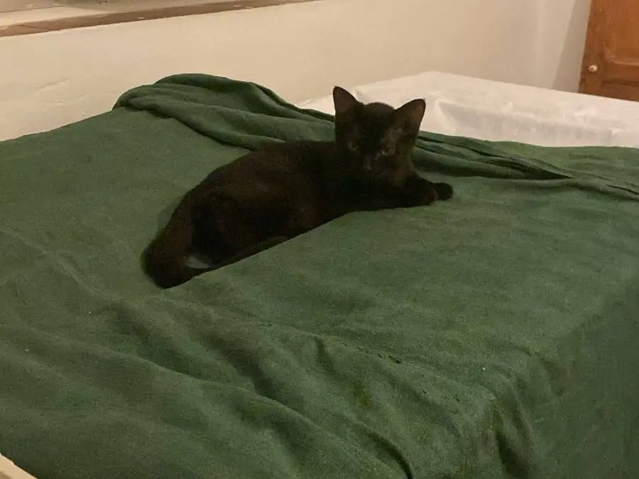 Adotta un gatto, femmina, 5 mesi, Bologna