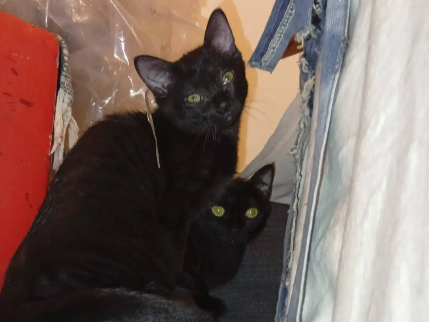 Adotta un gatto, taglia non valida, femmina, Bologna