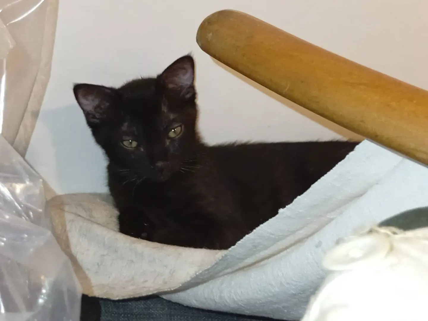 Adozione gatto, femmina, Razza sconosciuta Razza sconosciuta, 5 mesi, taglia non valida, Bologna