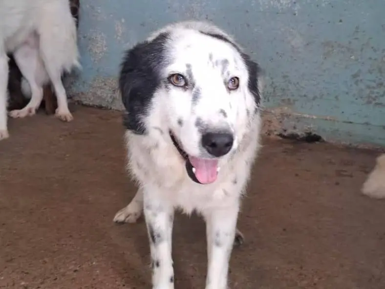 Adozione cane, femmina, Razza sconosciuta Razza sconosciuta, 2 anni e 3 mesi, taglia media, Crotone