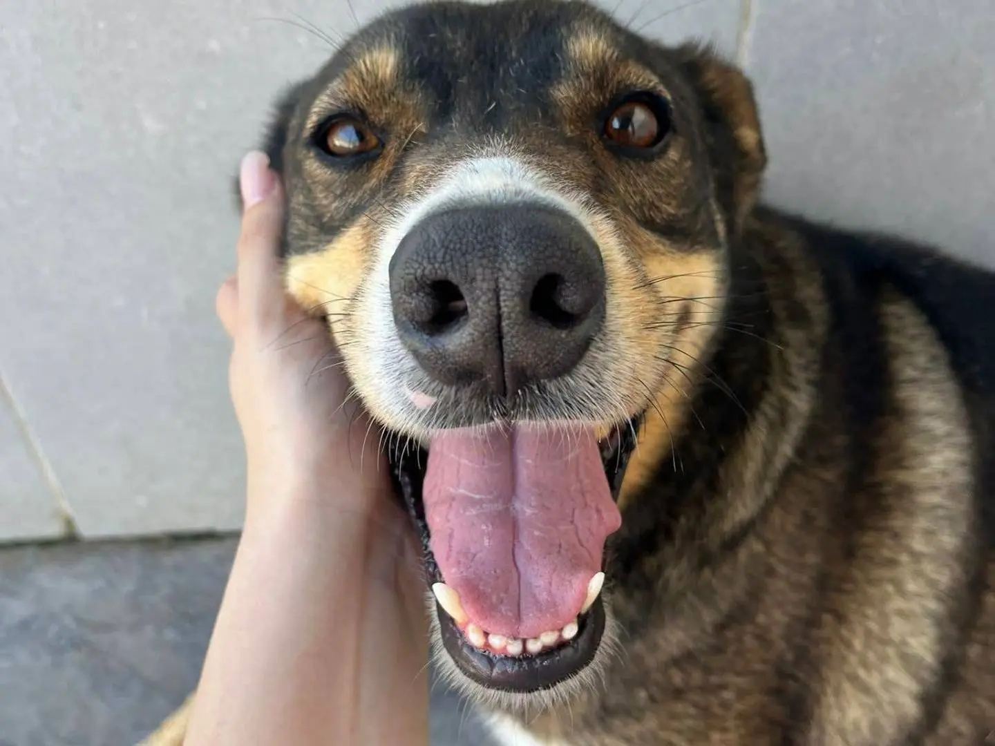 Adozione cane, maschio, Siberian Husky Razza sconosciuta, 5 anni e 6 mesi, taglia media contenuta, Caserta