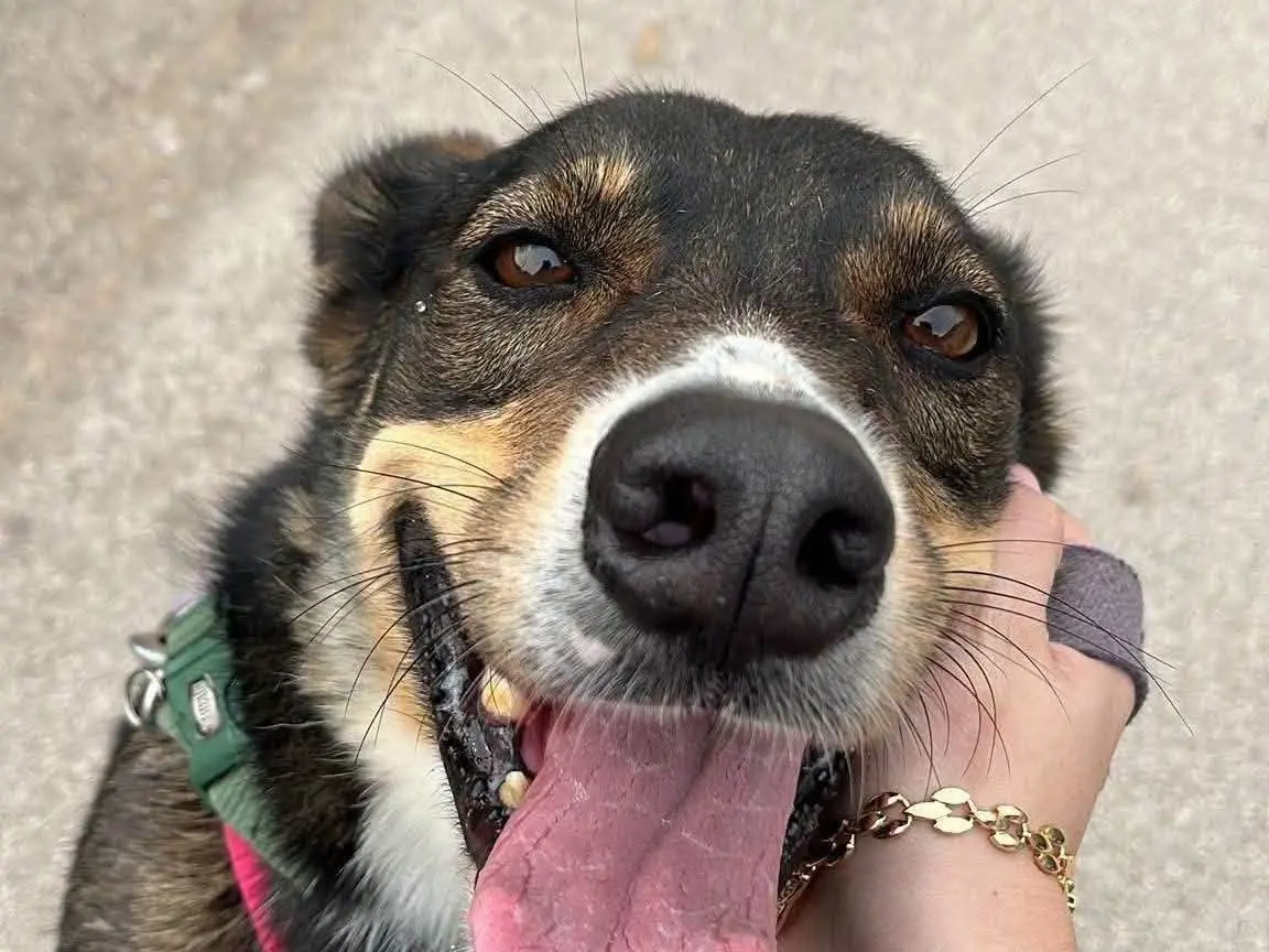 Adotta un cane, taglia media contenuta, maschio, Caserta