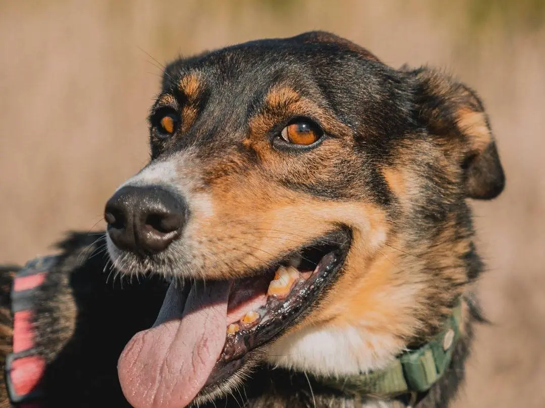 Adotta il cane NESS a Caserta